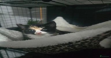 Mixed Breed cats - Advert 9