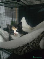 Mixed Breed cats - Advert 9