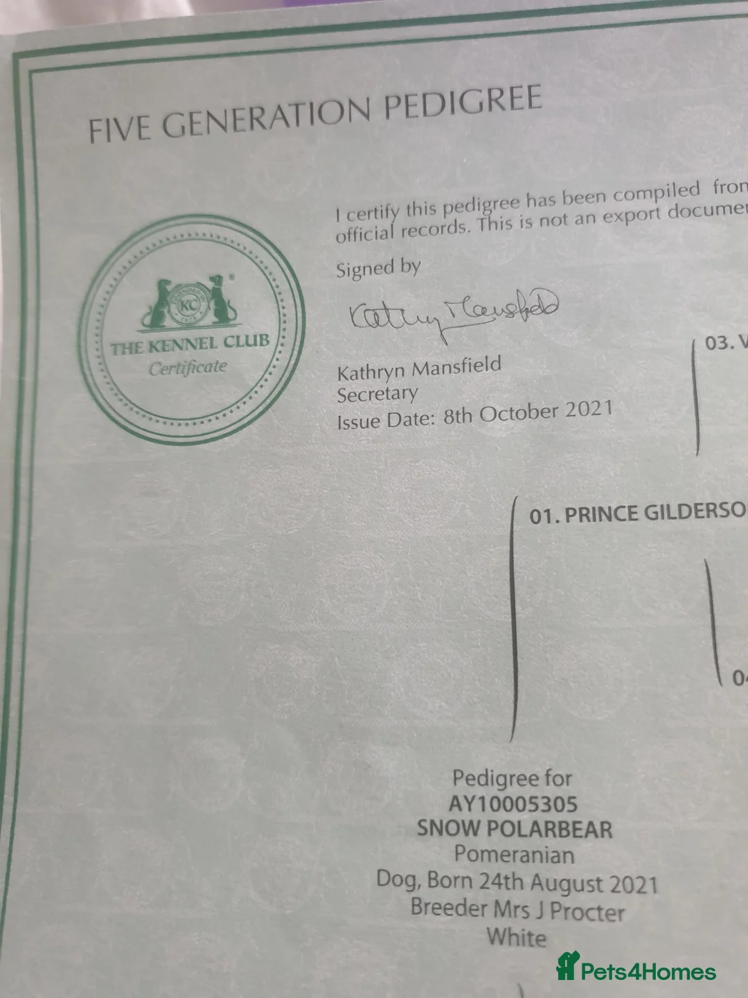 Pomeranian dogs for sale: Pomeranian  - Advert 2