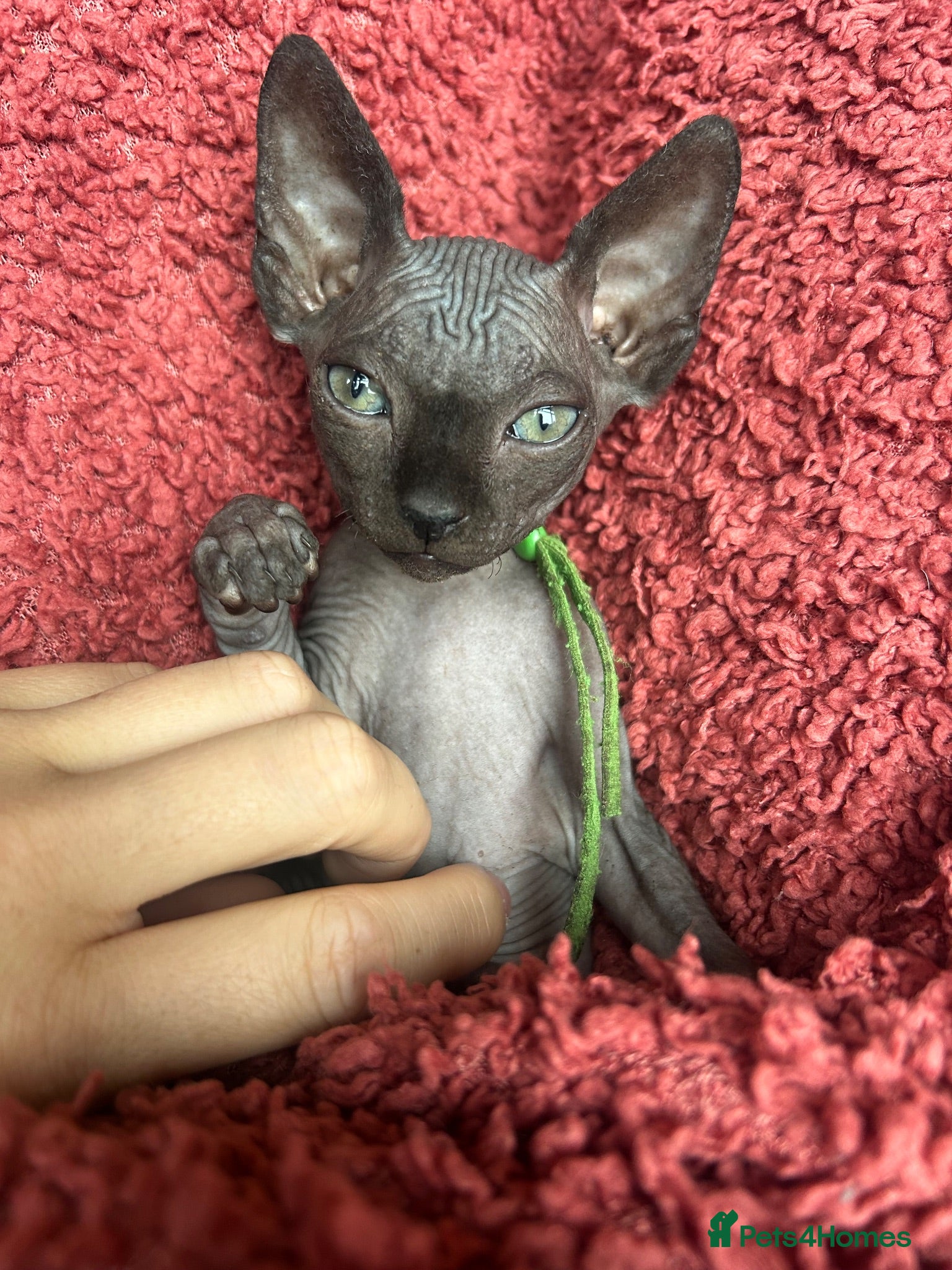 Sphynx cats Pure grey Canadian sphyn **  - Advert 1