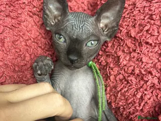 Sphynx cats Pure grey Canadian sphyn ** - Advert 1