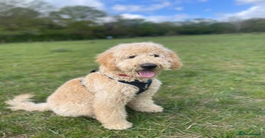 Mixed Breed dogs F1B SAINTBERNADOODLE  CREAM BOY  BLACK /WHITE GIRL - Advert 6