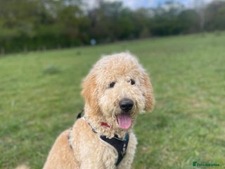 Mixed Breed dogs F1B SAINTBERNADOODLE CREAM BOY BLACK /WHITE GIRL - Advert 4