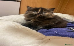 British Longhair cats for sale: 8 weeks old gorgeous kittens for sale - Image 7