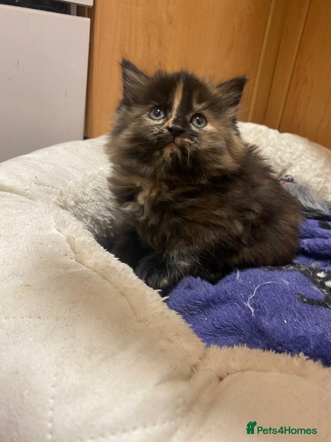 British Longhair cats for sale: 8 weeks old gorgeous kittens for sale - Image 7