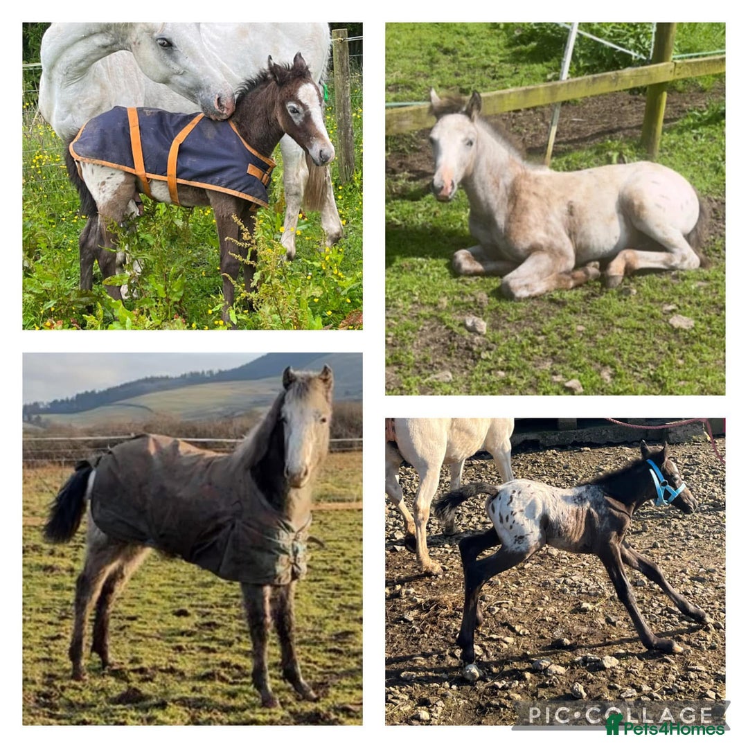 Appaloosa horses for sale: Cosmic Minstrel Gorgeous Gelding Rising 2 May 2026 - Advert 2