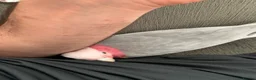 Cockatoo birds for sale: DNA Male Galah Cockatoo  in Bolton - Advert 2