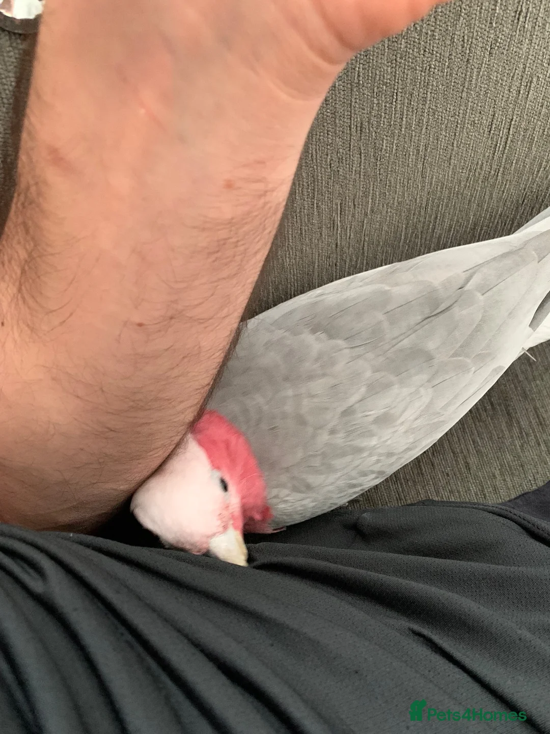 Cockatoo birds for sale: DNA Male Galah Cockatoo  in Bolton - Advert 2