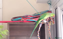 Ringnecks birds for sale: Beautiful 2-Year-Old Ringneck Parrot 🦜 - Image 3