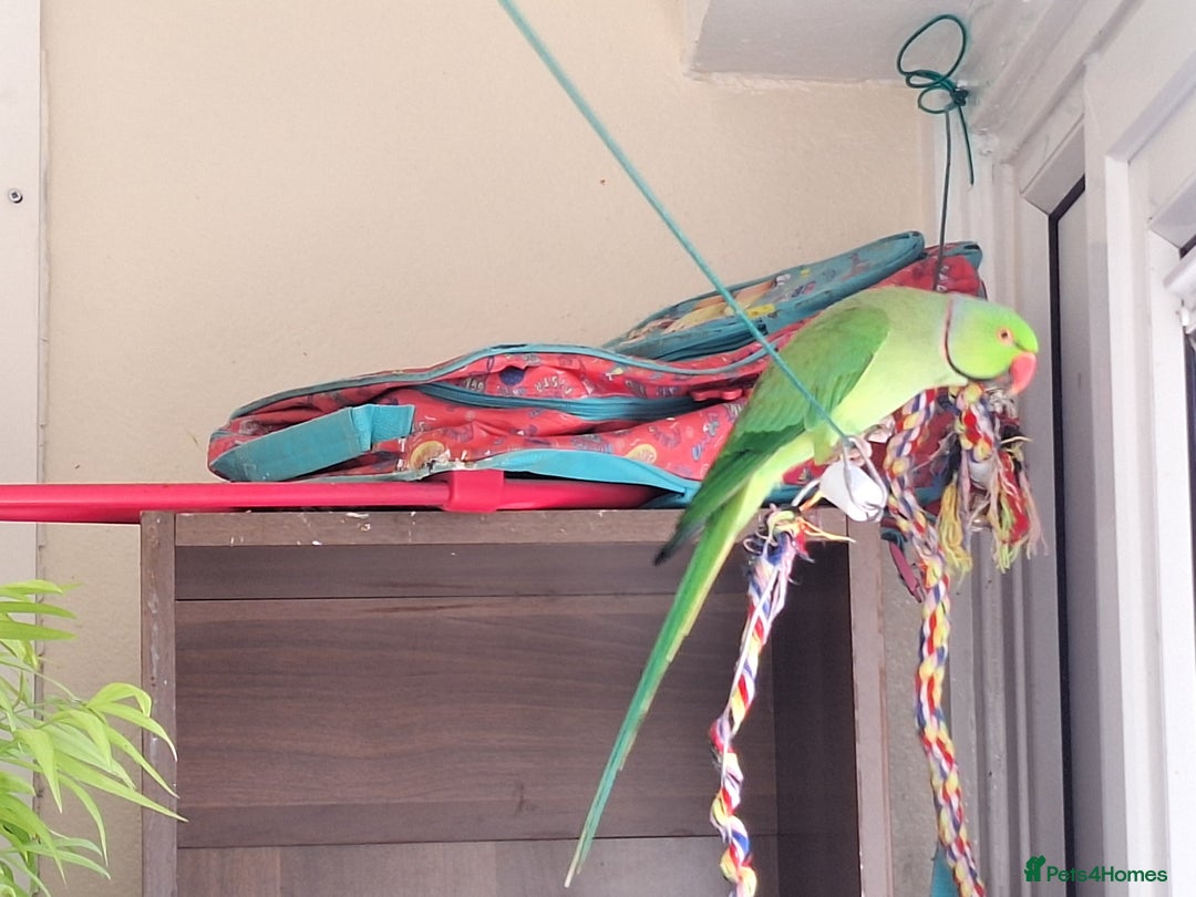 Ringnecks birds for sale: Beautiful 2-Year-Old Ringneck Parrot 🦜 - Image 3