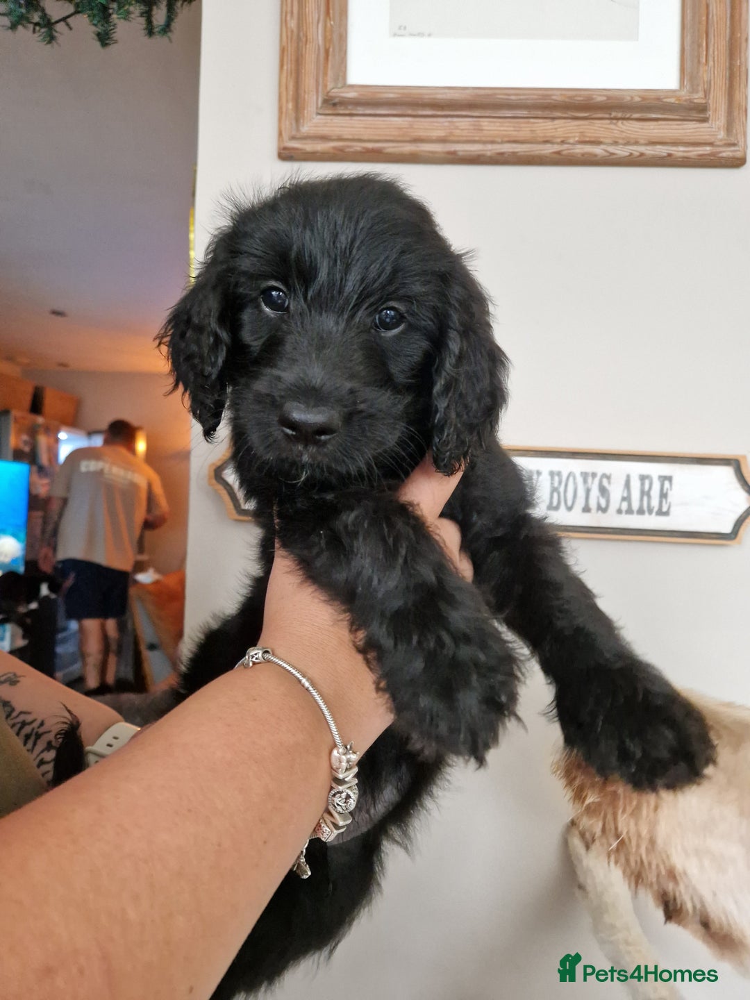 Goldendoodle dogs for sale: MultiGen Goldendoodles  - Image 24