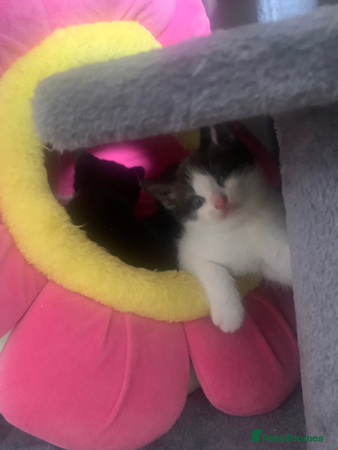 Mixed Breed cats for sale: Part Persian  - Image 2