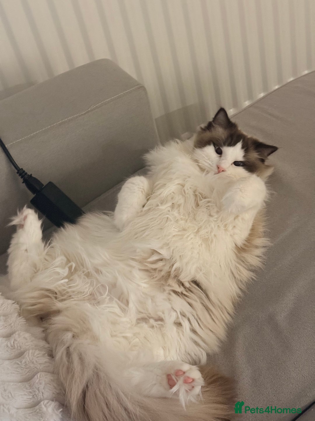 Ragdoll cats for sale: 10 Month Female GCCF Ragdoll Seeking Forever Home - Advert 10