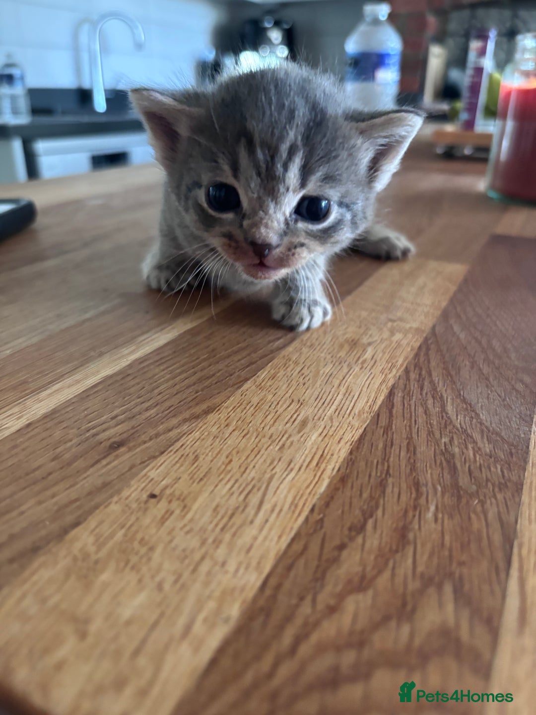 Mixed Breed cats for sale: Kittens 2 tabby 1 white tabby 1 grey tabby  - Image 2
