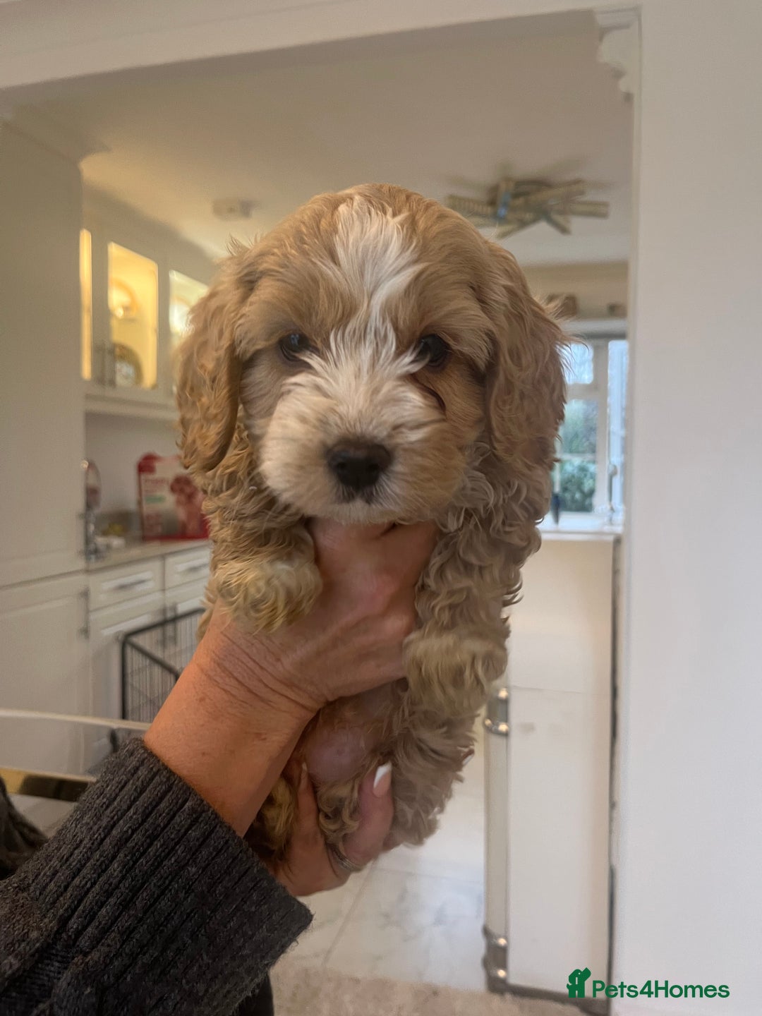 Cockapoo dogs for sale: F1 cockapoo  - Advert 17