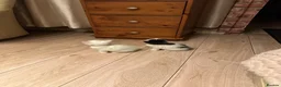 Mixed Breed cats for sale: Kitten  - Advert 2