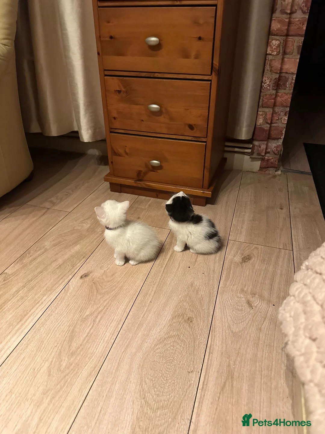 Mixed Breed cats for sale: Kitten  - Advert 2