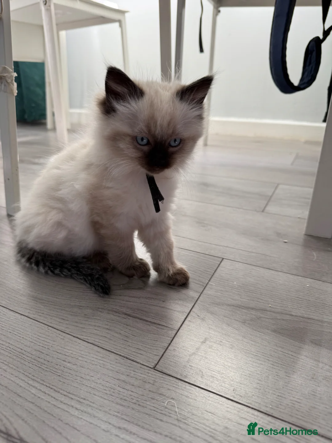 Ragdoll cats for sale: Ragdoll - Advert 2