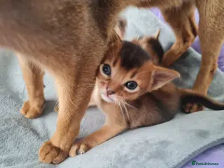 Abyssinian cats champion line Abyssinian kittens🎖🏆🏅 - Advert 12