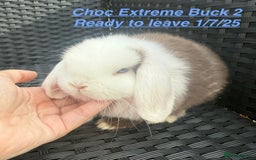 Mini Lop rabbits for sale: Mini Lops Bunnies. READ DESCRIPTION - Updated 22/7 in Chard - Image 7