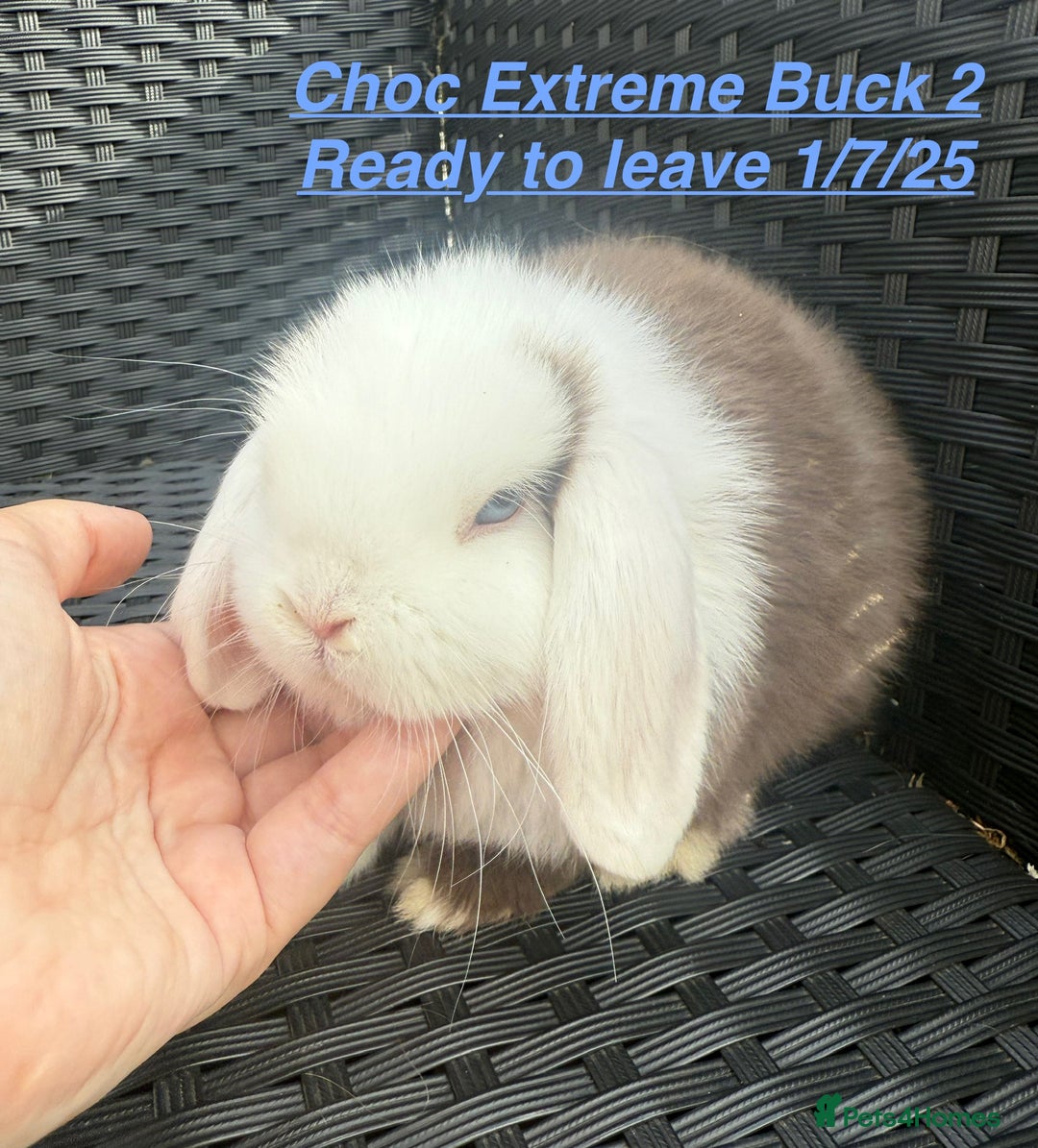 Mini Lop rabbits for sale: Mini Lops Bunnies. READ DESCRIPTION - Updated 22/7 in Chard - Image 7