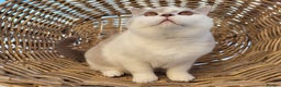British Shorthair cats for sale: Stunning British Shorthair Kittens  - Advert 13