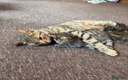 Bengal cats for sale: Adorable Kittens Looking for a New Home 🐾 - Image 4