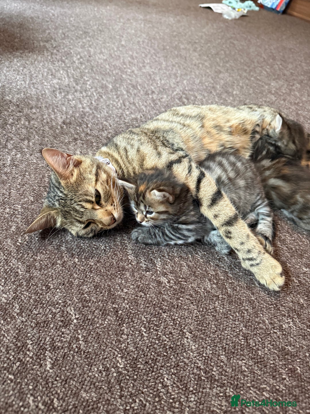 Bengal cats for sale: Adorable Kittens Looking for a New Home 🐾 - Image 4