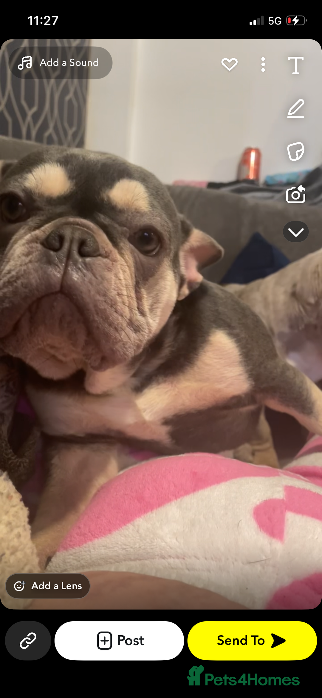 Mixed Breed dogs for sale: French bulldog/english bulldog puppies  - Advert 1