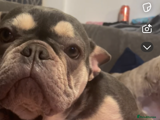 Mixed Breed dogs French bulldog/english bulldog puppies - Advert 6