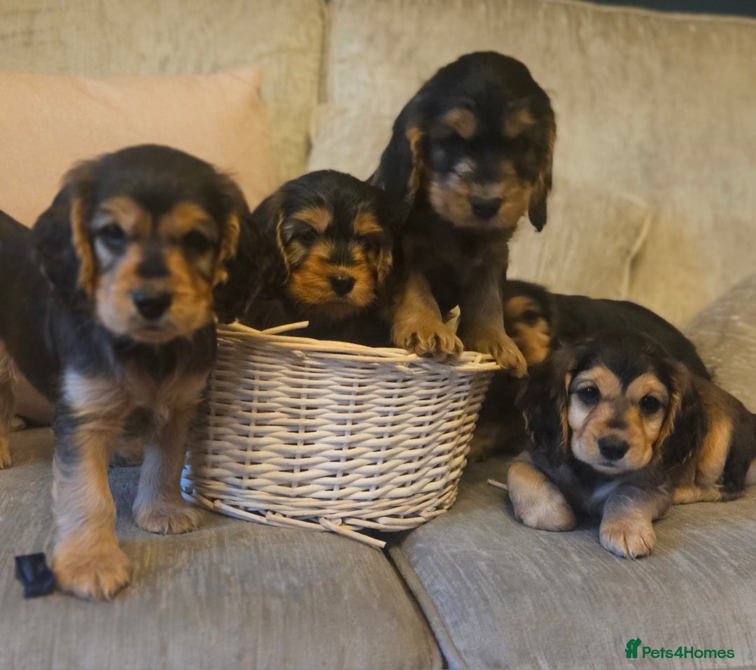 Cockapoo dogs for sale: Beautiful Cockapoo Puppies for Sale  - Image 3