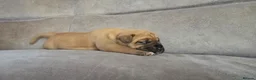 Mixed Breed dogs for sale: Mastiff Bordeaux Puppies - Advert 25