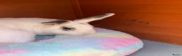 Mixed Breed rabbits for sale: male bunny  in Dewsbury - Advert 2