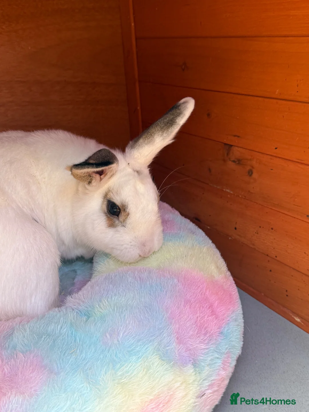 Mixed Breed rabbits for sale: male bunny  in Dewsbury - Advert 2