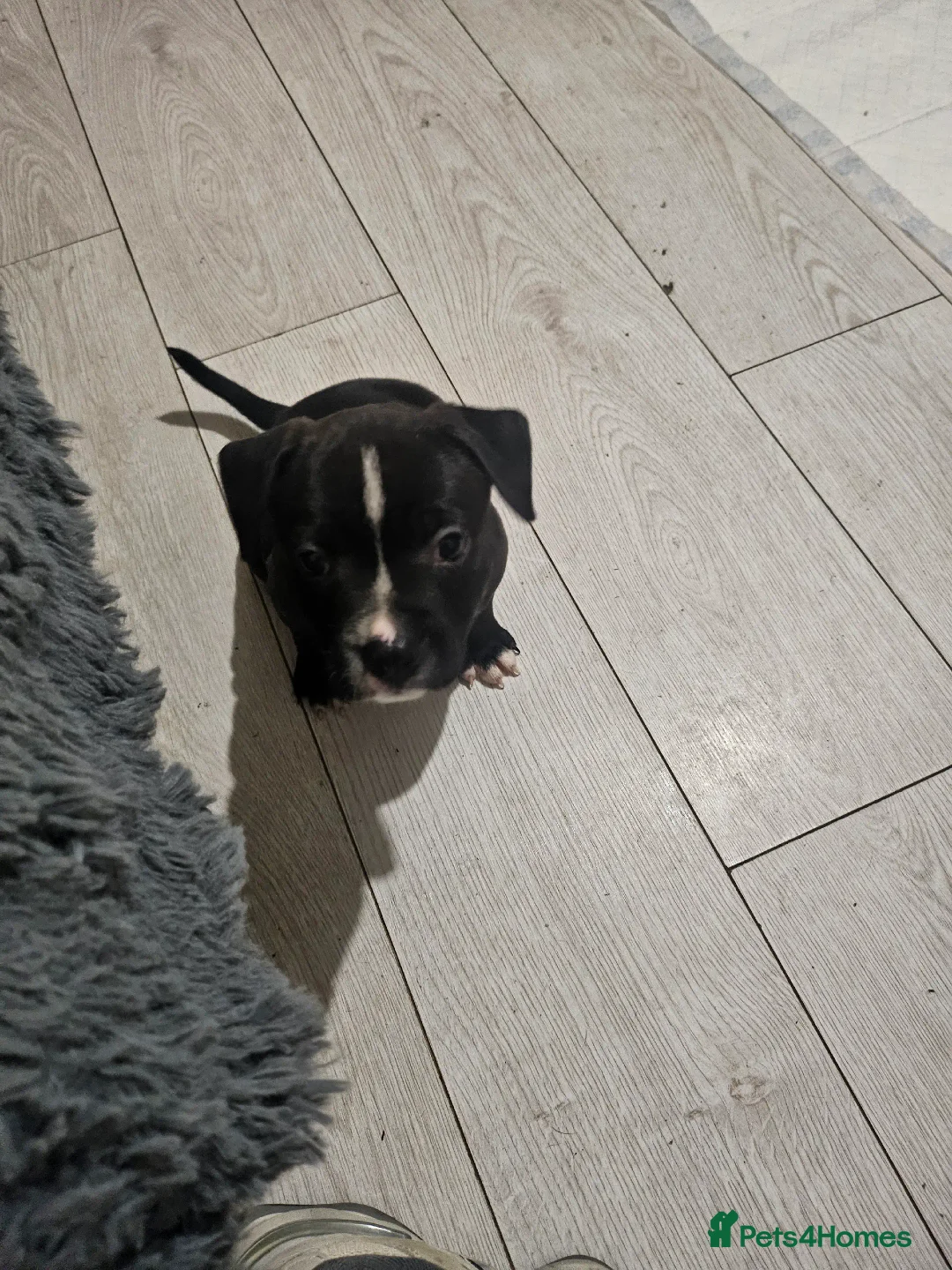 Staffordshire Bull Terrier dogs for sale: Staffie puppies - Advert 5