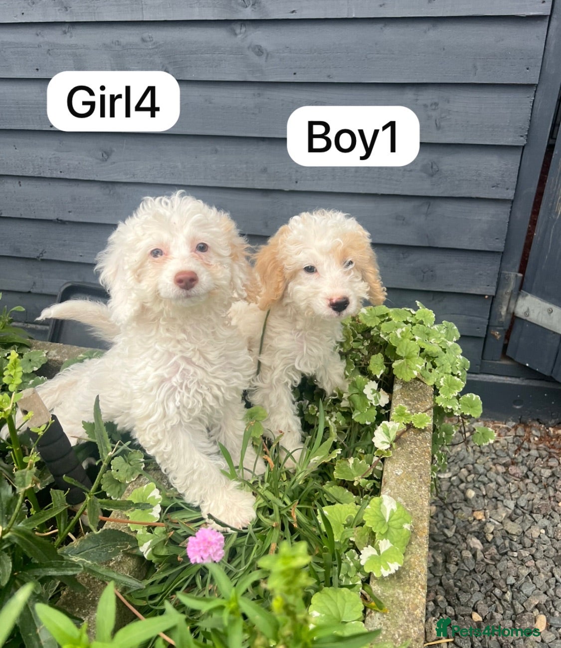 Cockapoo dogs Cockapoo puppies - Advert 16