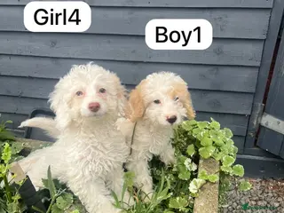 Cockapoo dogs Cockapoo puppies - Advert 16
