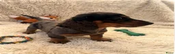 Miniature Dachshund dogs for sale: rainbow 🌈 litter of miniature dachshunds  - Advert 4