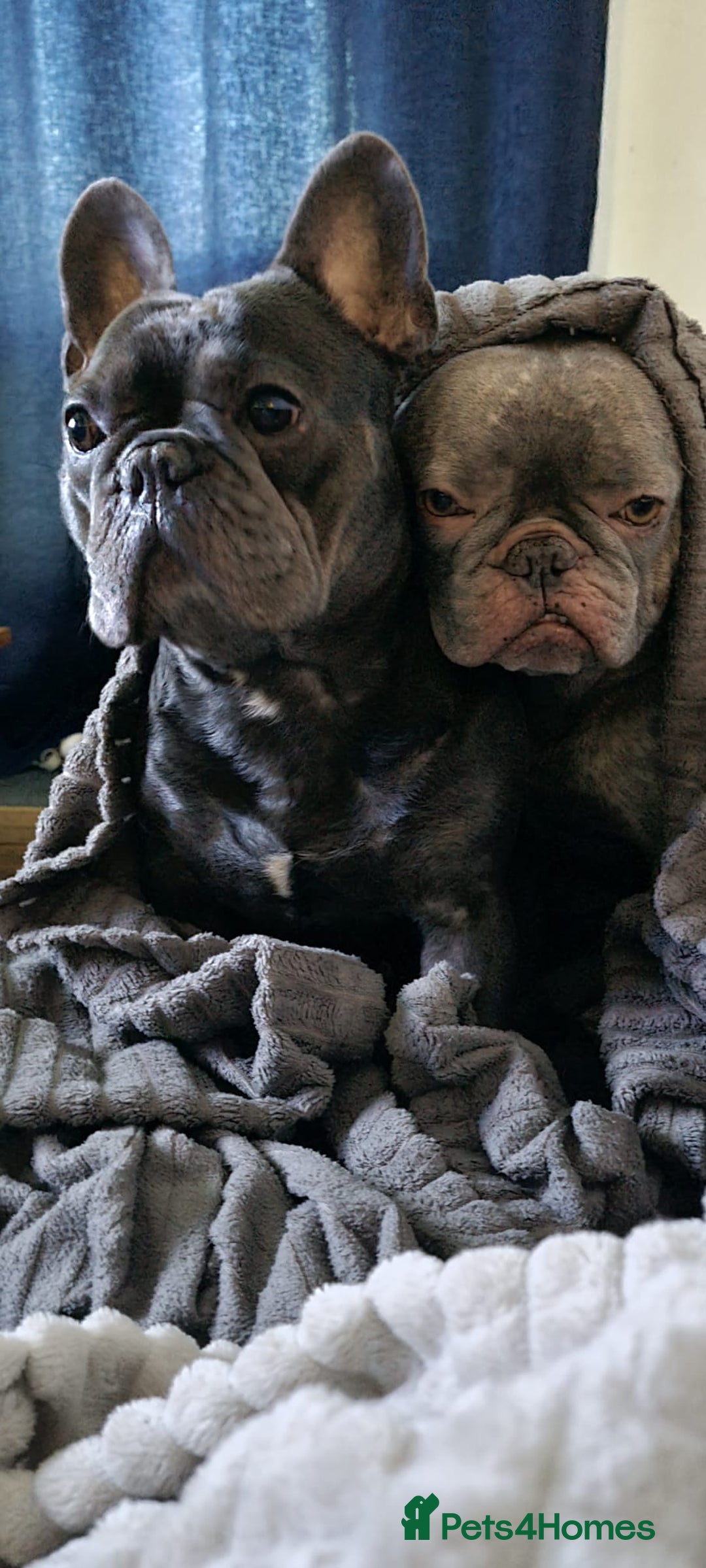 French Bulldog dogs for adoption: ❤️🐶 TILLY & 💙🐶 MARLEY – Two Loving Companions - Advert 1