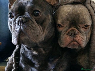 French Bulldog dogs ❤️🐶 TILLY & 💙🐶 MARLEY – Two Loving Companions - Advert 1