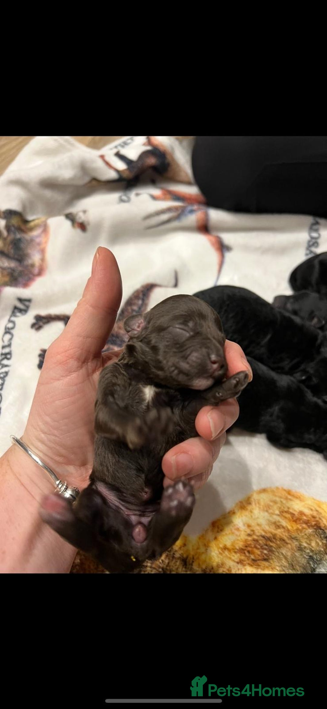 Cockapoo dogs for sale: Cockapoo puppies - Advert 12