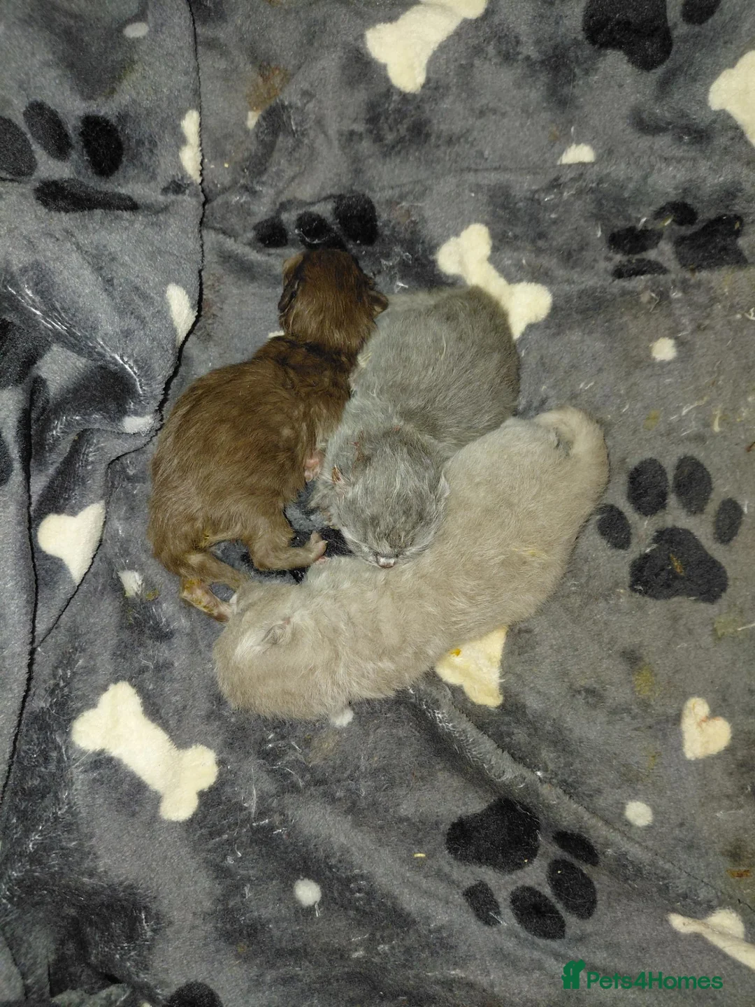 British Shorthair cats for sale: 5* GCCF British Shorthair Kittens  - Advert 10