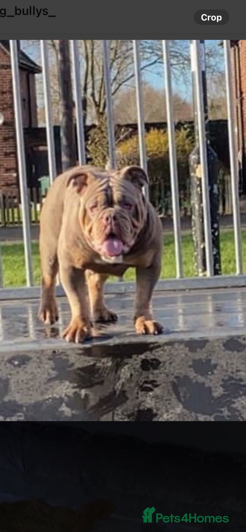 English Bulldog dogs English bulldog for sale  - Advert 4