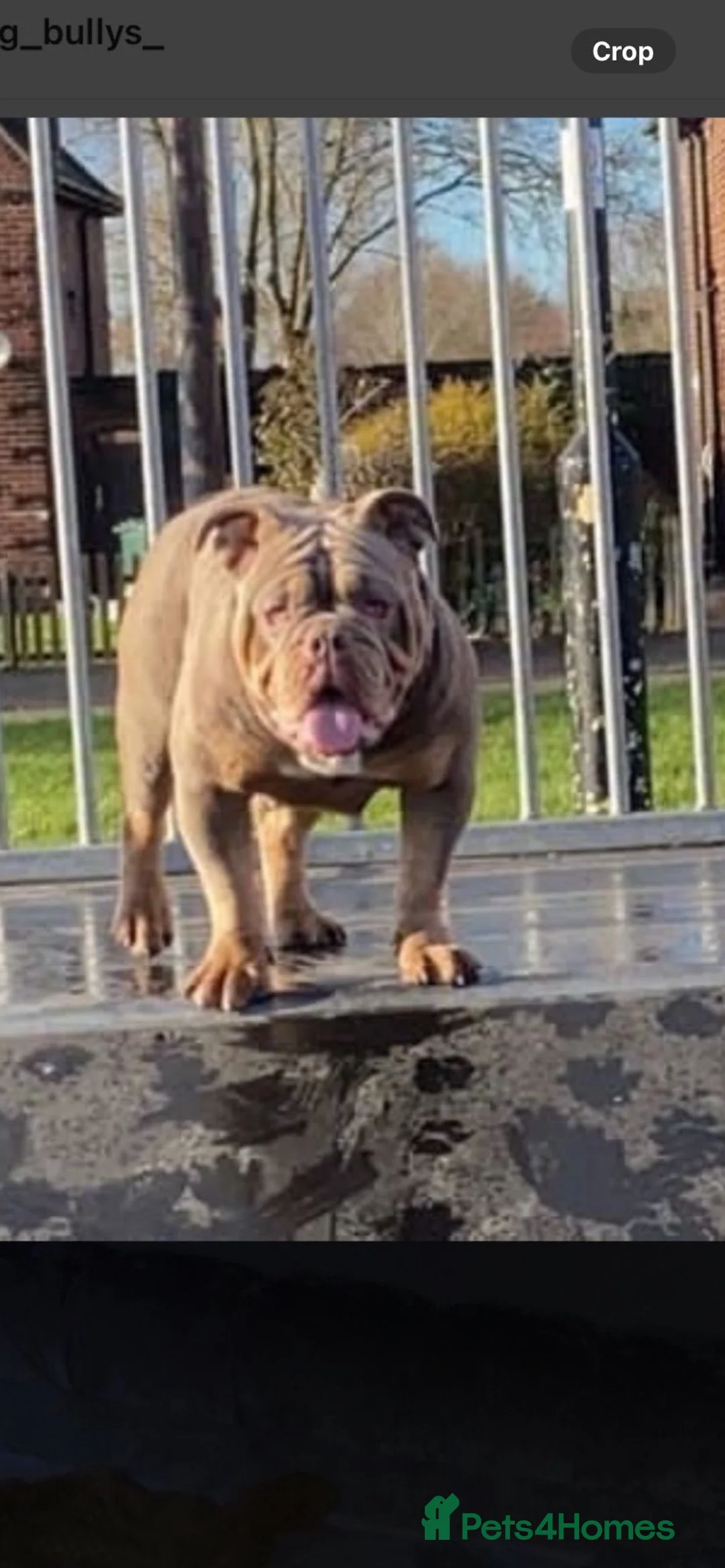 English Bulldog dogs for sale: English bulldog for sale  - Advert 1