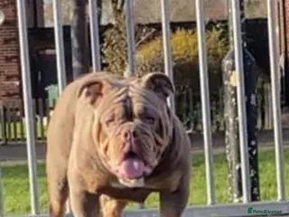 English Bulldog dogs English bulldog for sale - Advert 10