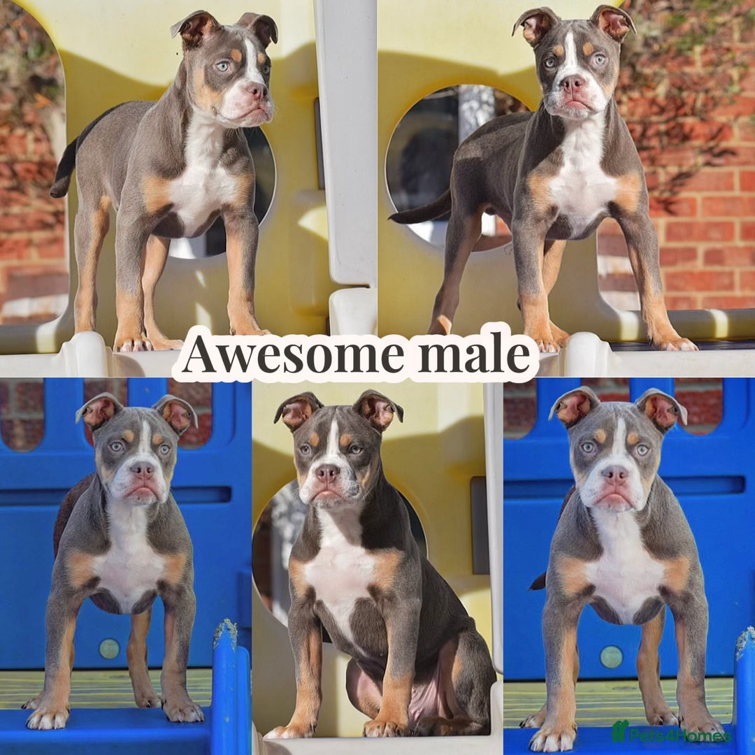 Olde English Bulldogge dogs for sale: COUNCIL APPROVED 5⭐️RATED.. 23 YEARS EXPERIENCE  - Image 5