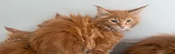Maine Coon cats for sale: Stunning maine coon kittens xl excellent quality  - Advert 15