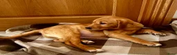 Goldador dogs for sale:  ♥️Gorgeous Puppies Ready For Walks ♥️ - Advert 20