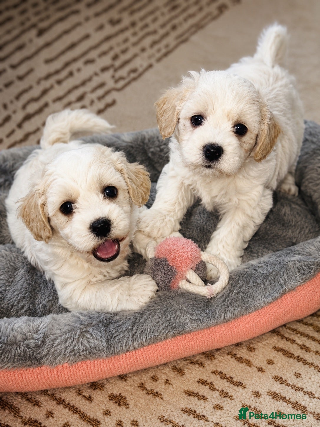 Maltipoo dogs 🐶2  boys available stunning maltipoo puppies 🐶 - Advert 1