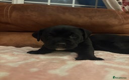 Mixed Breed dogs for sale: Bullador puppies  - Image 15